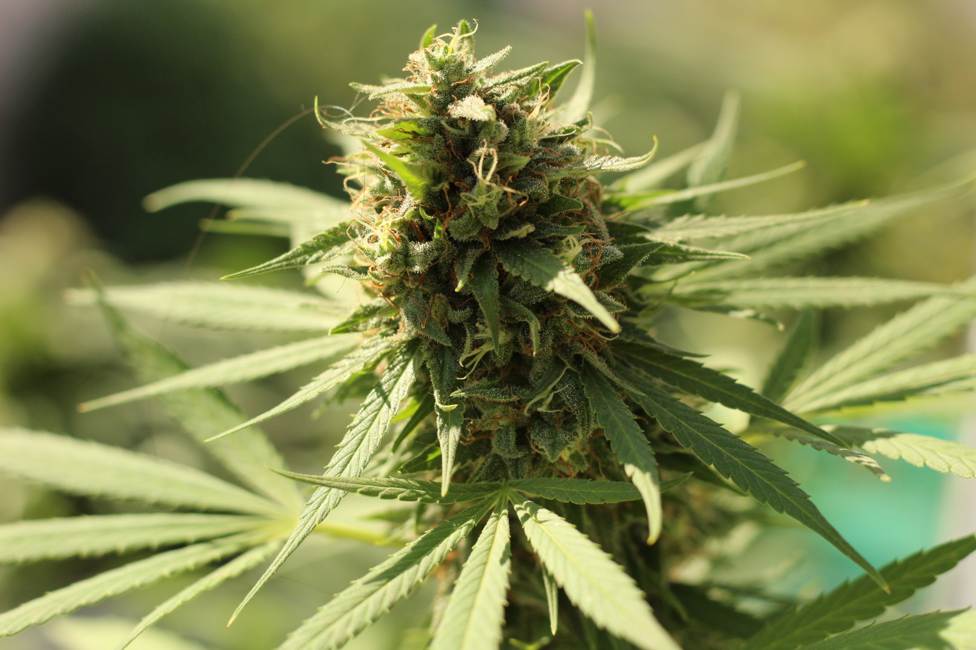 El consumo de cannabis representa mayores riesgos con el avance de la edad