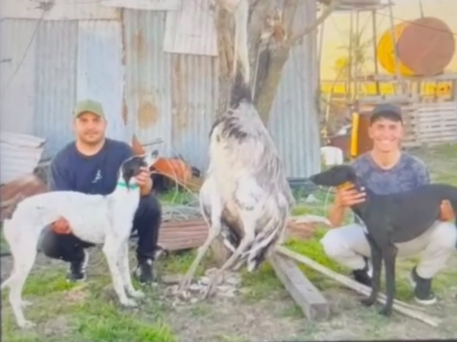 Pergamino: la caza de un ñandú con galgos quedó en el centro de una disputa entre la Fiscalía y un juez de Garantías