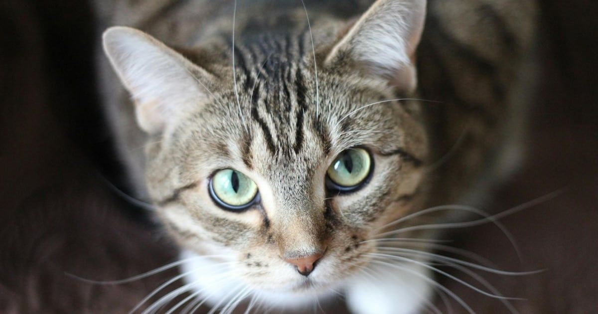 Un parásito en la caja de arena: lo que un estudio con 157.000 gatos dice sobre los riesgos de la giardiasis
