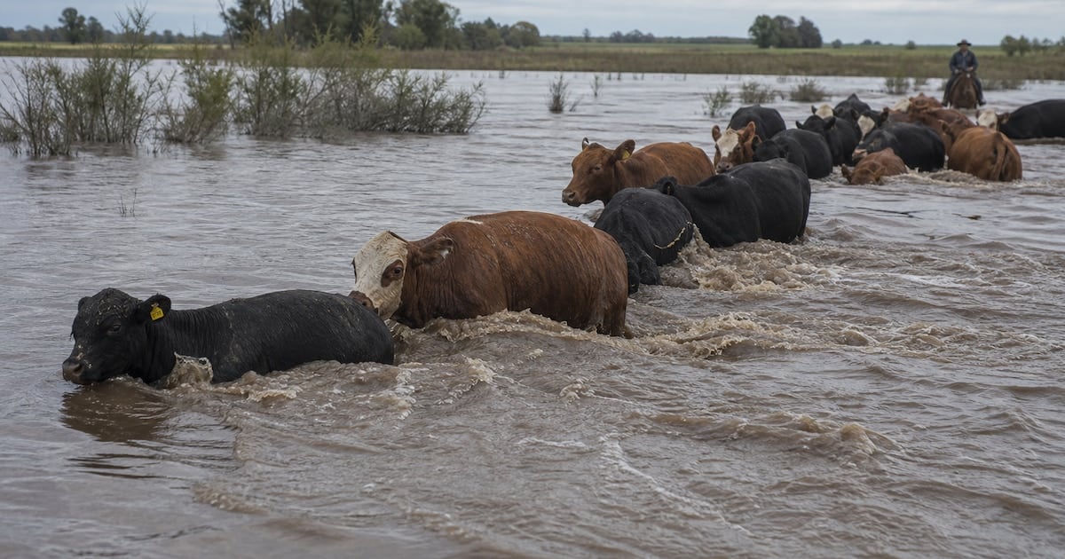 La crecida del Paraná golpea a la ganadería correntina y recalienta el precio de la carne