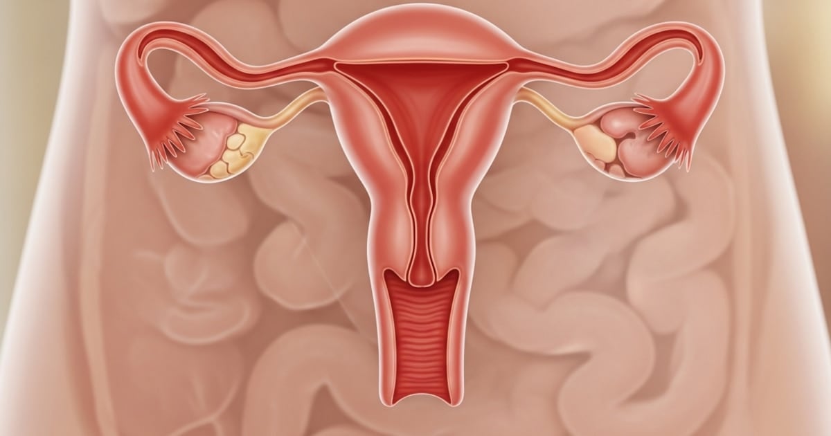 El ovario no se jubila: un estudio en Estados Unidos demuestra que sigue activo décadas después de la menopausia