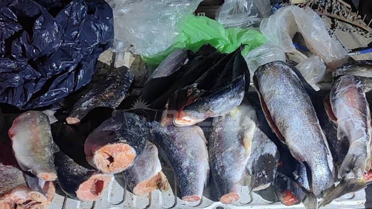 La previa de la temporada de pesca en Neuquén: qué se puede hacer mientras el calendario espera el 1 de noviembre